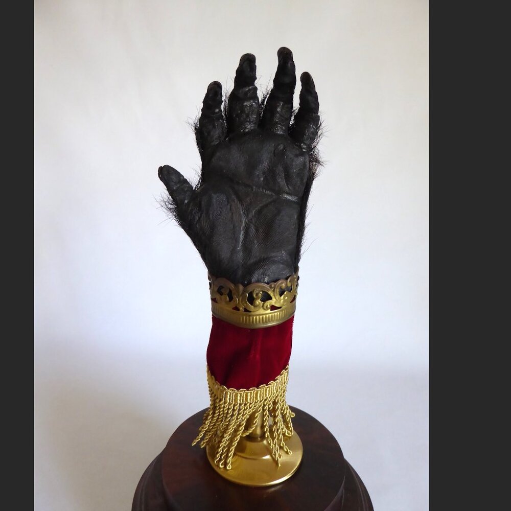 16” REAL TAXIDERMY “CURSED” MONKEY PAW HAND IN GLASS DOME DISPLAY BASE ODDITY - Picture 12 of 15